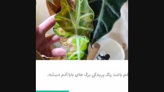 گل بابا آدم