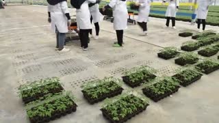 مراحل تولید و کاشت گوجه فرنگی آتاویتا در مجتمع گلخانه ای ارس تارلا امین