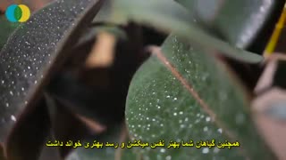 روش صحیح آبیاری گیاهان آپارتمانی