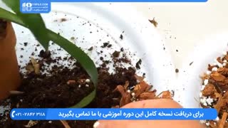 آموزش نحوه تعویض خاک و گلدان گیاه آناناسیان