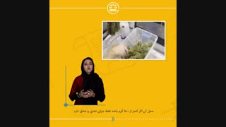 حمل مواد مخدر | حمل مواد مخدر چه مجازاتی در پی دارد ؟