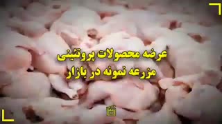 عرضه محصولات پروتئینی مزرعه نمونه در بازار