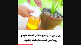 درمان شپشک آرد آلود