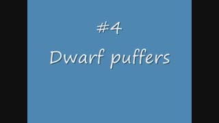 معرفی نژاد های ماهی پلاتی و دمشمشیری و شرایط نگهداری آن ها!