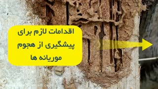 تفاوت های موریانه و مورچه | سم قوی برای دفع موریانه ها از خانه