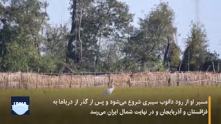 «امید»، درنای تنها