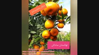 نهالستان ساداتی در قائم شهر