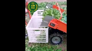 برداشت مکانیزه سبزیجات تازه خوری