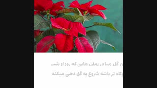 گل شب کریسمس