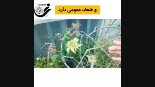 راهکار زردی و سوختگی برگ در گیاهان
