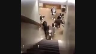 حضور غیاب فقط همین