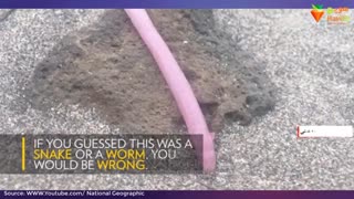 اگر این سکه سیاه رو روی زمین دیدی به هیچ عنوان اونو برندار!