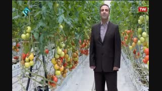 آتاویتا تولیدکننده گوجه فرنگی گلخانه ای بر اساس استانداردهای محیط زیست