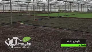 مراحل تولید نشاء