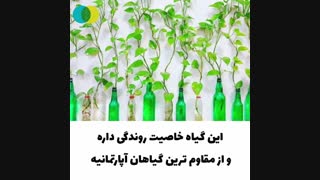 با پتوس جنگل بساز!