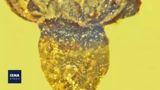 از موفقیت یک واکسن تازه برای کرونا تا کشف گل‌های باستانی