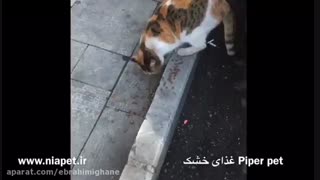 غذای خشک گربه بالغ پی پر