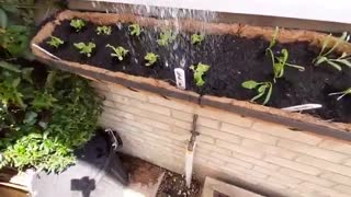 آموزش کاشت و پرورش کاهو فرانسوی از بذر تا برداشت