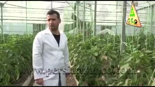 نقش ارتفاع بلند در تهویه گلخانه - شرکت کشاورزی حاتم