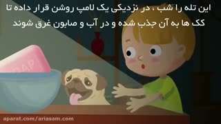چگونه از هجوم کک ها به خانه پیشگیری کنیم؟ | سم ضد کک خارجی
