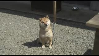 Where I Belong 2017 trailer