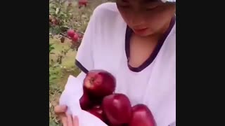 ویدیو باغ سیب قرمز