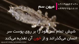 راه حل نهایی درمان عارضه پدیکولوزیس یا شپش سر در کودکان | شامپو ضد شپش خارجی