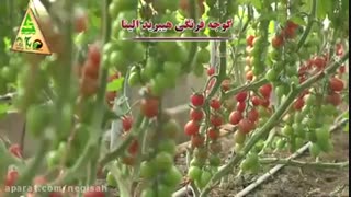 گوجه فرنگی هیبرید الینا - شرکت کشاورزی حاتم