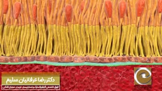 انیمیشن جذاب قهقرایی ماکولا