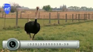 برای اولین بار در ایران: استفاده از پودر ماهی در خوراک شترمرغ