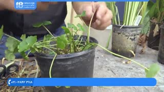 گیاهان مناسب برای فضای داخل حوضچه