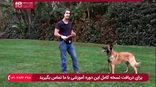 آموزش نکات مهم در مورد تغزیه سگ خانگی در طول روز