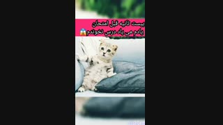 دوران قرنطینه زندگی من