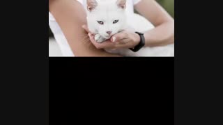 لانه حیوانات کارتن پلاست