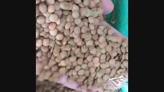 فروش عدس کانادایی ساسکن