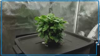 ماجرای جنجالی سبزی های آلوده در مشهد