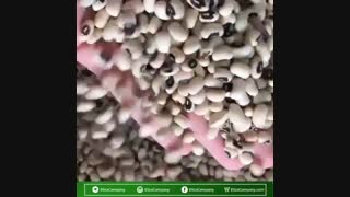 فروش عمده لوبیا چشم بلبلی