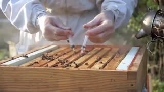 کاربرد های اسید اگزالیگ