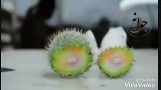 کاکتوس بیمار را چطوری دوباره احیا کنیم؟