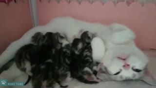Mama cat and her kittens(｡♡‿♡｡)