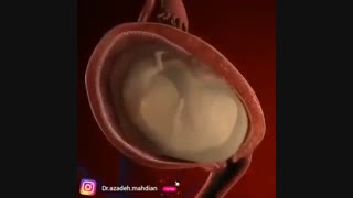 انیمیشن مراحل رشد و تکامل جنین
