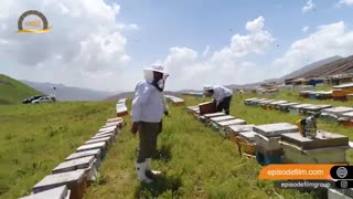 عسل آبشن فیلم