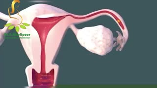 نفوذ اسپرم به تخمک