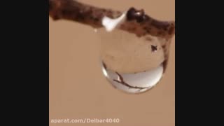 دکلمه زیبا ودلنشین  « ای پادشه خوبان داد از...»با صدای مریم اسفندیاری