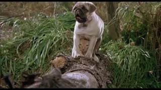 the adventures of milo and otis 1986 trailer