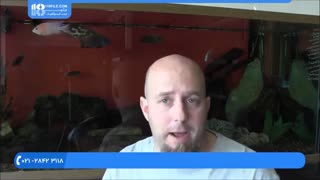 آموزش پرورش ماهی زینتی سیچلید آفریقایی  درهنگام تخم ریزی ماهی ماده