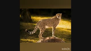 روز جهانی یوزپلنگ مبارک