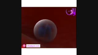 انیمیشن مراحل تشکیل و رشد جنین