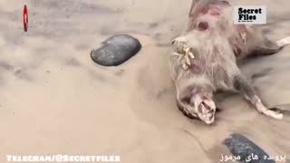 ویدیوهای کشف اجساد ترسناک هیولای مونتاک در ساحل نیویورک (شکار دوربین_قسمت 21)