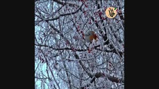 موفقیت و آرامش